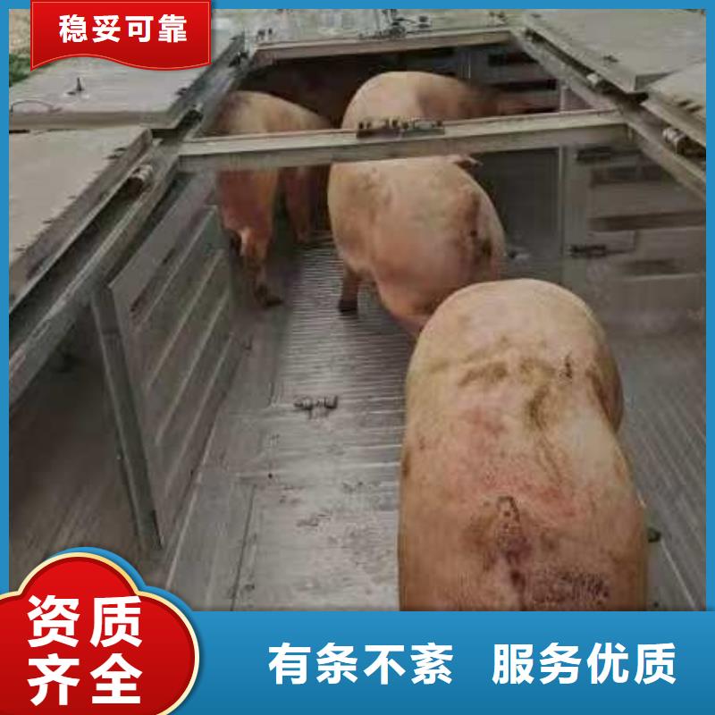 宿遷市沭陽到豬運輸安靜舒適
